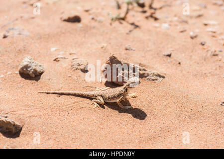 Arabisch-Krötenkopf-Agama (Phrynocephalus arabicus) aus nächster Nähe in der Wüste, getarnt zwischen Sand und kleinen Steinen, Tierwelt im Nahen Osten Stockfoto