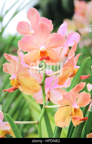 Schöne rosa Orchidee im Garten zugemacht Stockfoto