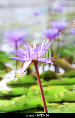 Sanft zu konzentrieren, lila Lotusblume oder Blüte der Seerose im Teich Stockfoto