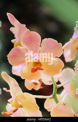 Schöne rosa Orchidee im Garten zugemacht Stockfoto