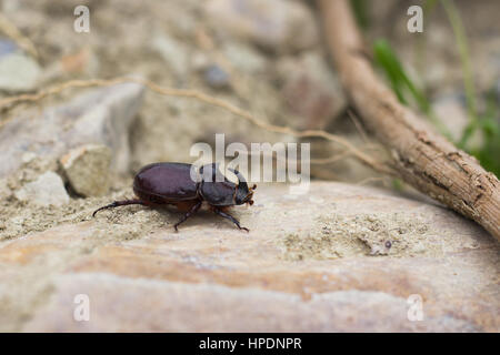 Lucanus Cervus auf dem Felsen Stockfoto