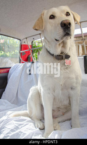 Labrador in Auto Stockfoto