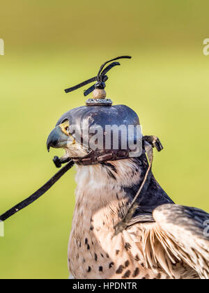 Nahaufnahme von Lanner Falcon mit traditioneller, maßgeschneiderter Kapuze aus Leder Stockfoto