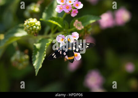 Syntomis Phegea auf Blumen Stockfoto