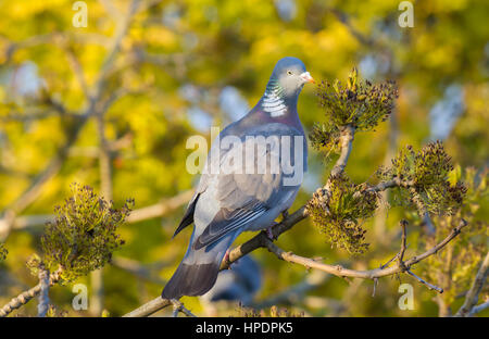 Ringeltaube, die Samen von einem Baum zu essen Stockfoto