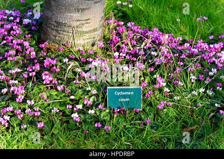 Cyclamen Coum Stockfoto