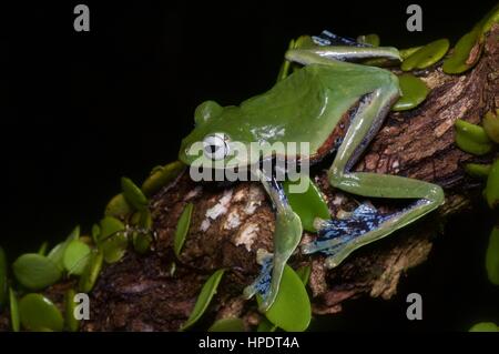 Norhayati Flying Frog (Rhacophorus Norhayatii) im malaysischen Regenwald bei Nacht Stockfoto