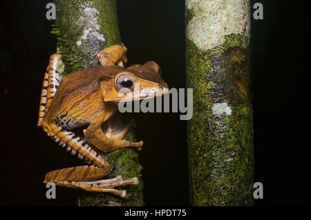 Ein Datei-Schmuckschildkröte Laubfrosch (Polypedates Otilophus) in den Regenwald in der Nacht bei Kubah Nationalpark, Sarawak, Ost-Malaysia, Borneo Stockfoto
