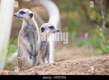 Nahaufnahme von zwei Erdmännchen (Suricata Suricatta) sitzen und schauen in entgegengesetzte Richtungen. Stockfoto