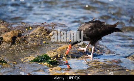 Eine einzelne schwarze Austernfischer (Haematopus Bachmani) ernährt sich von einer Tidepool Limpet am Point Lobos Reserve an der kalifornischen Küste. Stockfoto