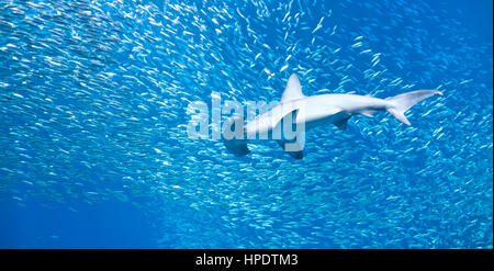 Ein einzigen großen Bogenstirn Hammerhai (Sphyrna lewinii) schwimmt durch eine Schule der viel kleinere Fische. Stockfoto
