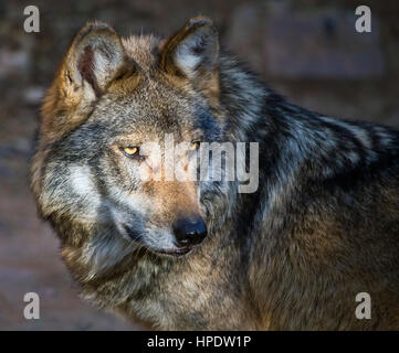 Closeup Portrait eines mexikanischen graue Wolf (Canis Lupus Baileyi). Stockfoto