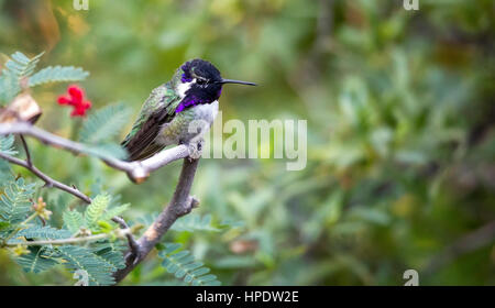 Ein erwachsener männlicher Costa Kolibri (Calypte besteht) thront in einer tropischen Umgebung. Stockfoto