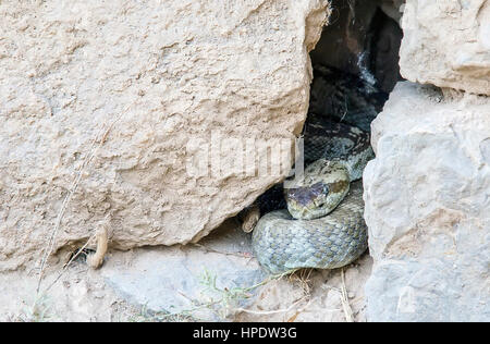 Eine wilde schwarz-angebundene Klapperschlange (Crotalus Molossus) in einen kleinen Riss zwischen mehreren Felsen versteckt. Aufgenommen im Big Bend Nationalpark in Texas. Stockfoto