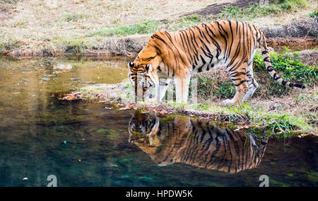 Eine Erwachsene männliche Bengal-Tiger (Panthera Tigris Tigris) studiert sein Spiegelbild in einem Teich Wasser. Stockfoto