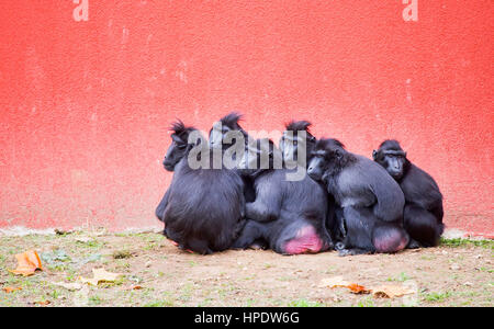 Eine Gruppe von Celebes crested Makaken (Macaca Nigra) kauert gemeinsam gegen einen hellen roten Hintergrund. Stockfoto