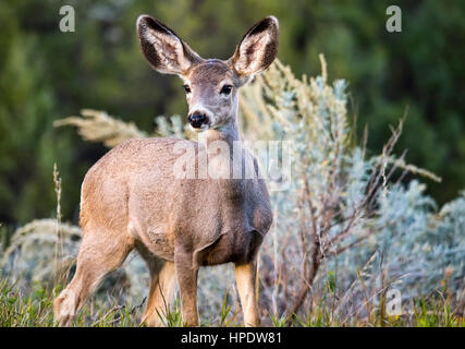 Eine wilde schwarz - Tailed Hirsche im Theodore-Roosevelt-Nationalpark in North Dakota. Stockfoto