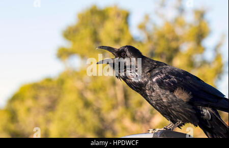 Nahaufnahme einer sonnenbeschienenen gemeinsame Raven (Corvus Corax) Berufung. Stockfoto