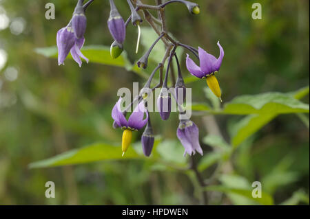 Bittersüß, Solanum dulcamara Stockfoto