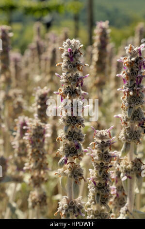 Lamb's-ear, Stachys byzantina Stockfoto