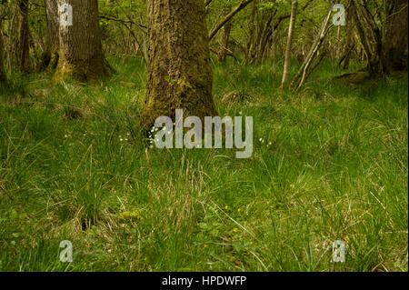 Größere Stitchwort, Stellaria Holostea im Lebensraum Wald Stockfoto