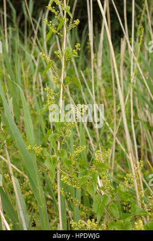 Schwarz-Zaunrübe, Tamus Communis in voller Blüte Stockfoto