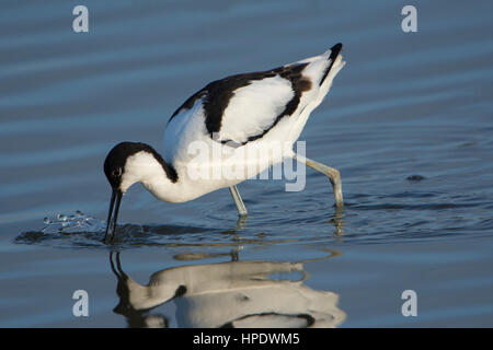 Ein Säbelschnäbler (Recurvirostra Avosetta) ernährt sich im flachen Wasser, Minsmere, Suffolk, UK Stockfoto