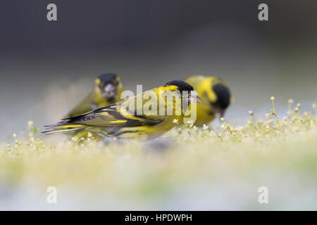 Erwachsene männliche Zeisige (Zuchtjahr Spinus) Fütterung auf Boden, Ardnamurchan, Scotland, UK Stockfoto