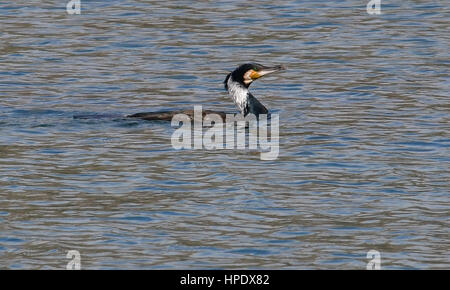 Nauplia, Griechenland, 21 th Februar 2017. Ein großer crested Grebe Vögel in Karathona Strand in Nafplion. Stockfoto