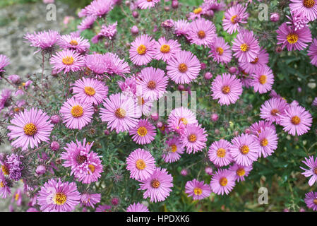 New York aster Stockfoto