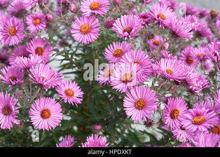 New York aster Stockfoto