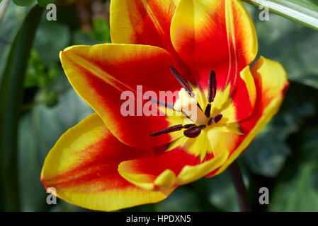 rote und gelbe Tulpe hautnah Stockfoto