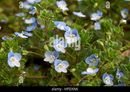 Veronica Persica hautnah Stockfoto