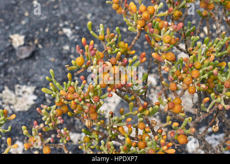 Zygophyllum fontanesii Stockfoto