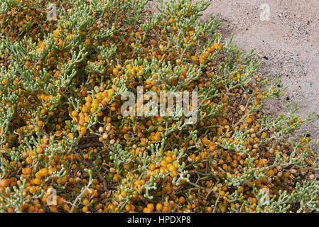 Zygophyllum fontanesii Stockfoto