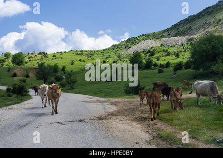 Kühe auf der Straße in Syrrako Dorf, Epirus, Griechenland Stockfoto