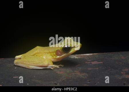 Ein Kupfer-cheeked Frosch (Chalcorana Raniceps) auf einem hölzernen Geländer in Kubah Nationalpark, Sarawak, Ost-Malaysia, Borneo Stockfoto