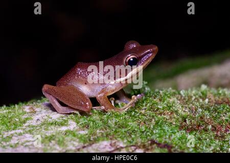 Ein brauner Kupfer-cheeked Frosch (Chalcorana Raniceps) auf einem bemoosten Felsen im Nationalpark Santubong, Sarawak, Ost-Malaysia, Borneo Stockfoto