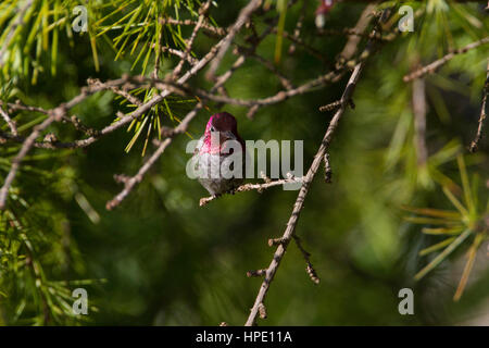 Annas Kolibri (Calypte Anna) männlichen thront auf einem Zweig in Garten in Nanaimo, BC, Kanada Stockfoto