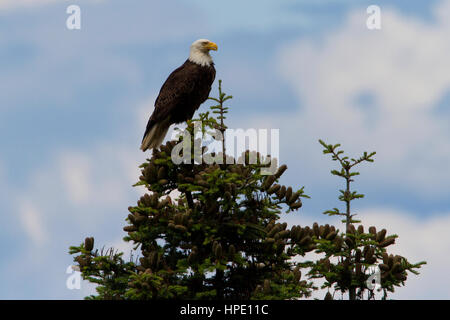 Weißkopf-Seeadler (Haliaeetus Leucocephalus) thront am oberen Rand eine Douglas-Tanne entlang der Küstenlinie in Nanaimo, BC, Kanada Stockfoto