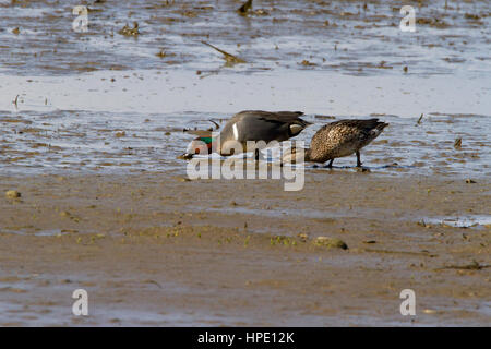 Grün – Winged Teal Fütterung auf San Malo Wattenmeer, Parksville, BC, Kanada Stockfoto