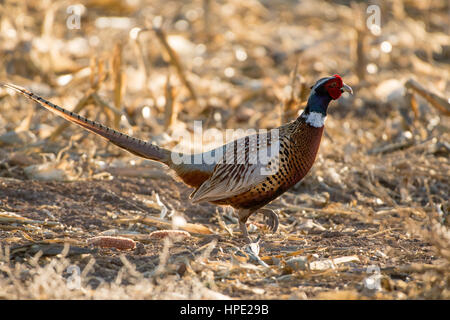 Ring – Necked Fasan, Bernardo Wasservögel Area, New Mexico, USA. Stockfoto