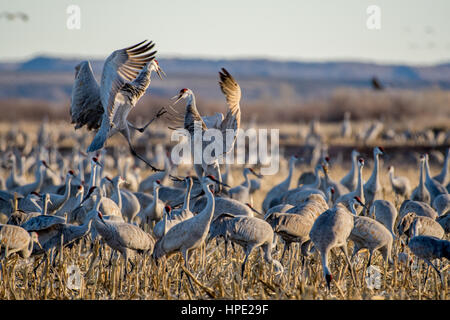 Ring – Necked Fasan, Bernardo Wasservögel Area, New Mexico, USA. Stockfoto