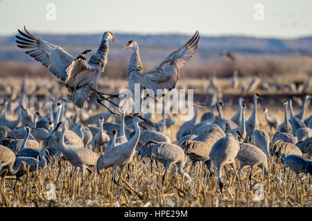 Ring – Necked Fasan, Bernardo Wasservögel Area, New Mexico, USA. Stockfoto