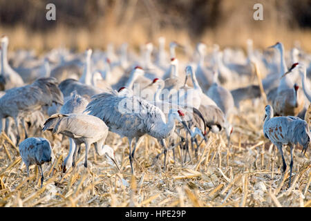 Größere Sandhill Kran, Bernardo Wasservögel Area, New Mexico, USA. Stockfoto