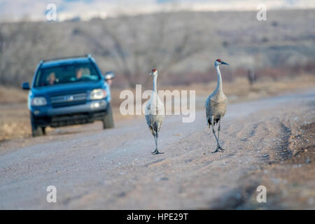 Größere Sandhill Kran, Bernardo Wasservögel Area, New Mexico, USA. Stockfoto