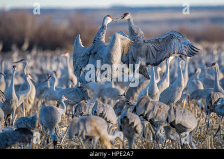 Ring – Necked Fasan, Bernardo Wasservögel Area, New Mexico, USA. Stockfoto