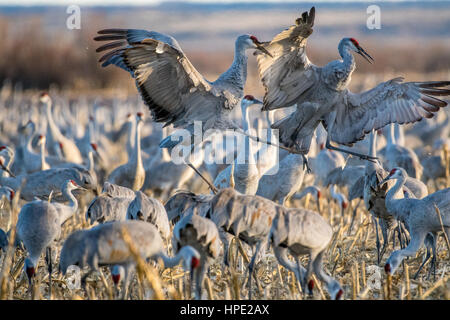 Ring – Necked Fasan, Bernardo Wasservögel Area, New Mexico, USA. Stockfoto