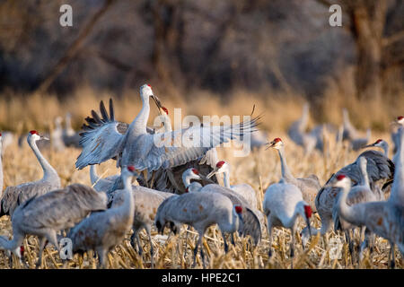 Ring – Necked Fasan, Bernardo Wasservögel Area, New Mexico, USA. Stockfoto