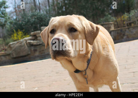 Gelber Labrador Retriever auf Pool-deck Stockfoto